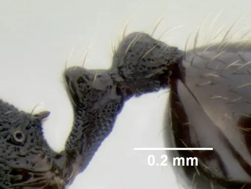 Stenamma picopicucha - CASENT0622753