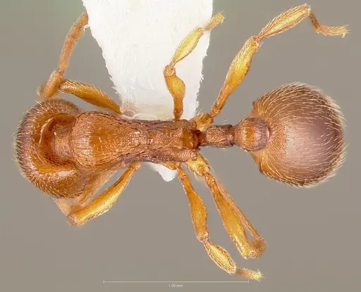 Stenamma punctatoventre specimen