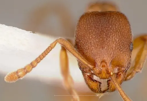 Stenamma punctatoventre specimen