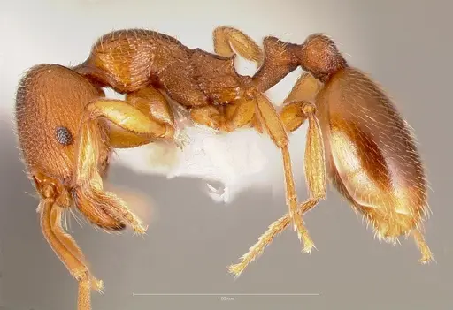 Stenamma punctatoventre specimen