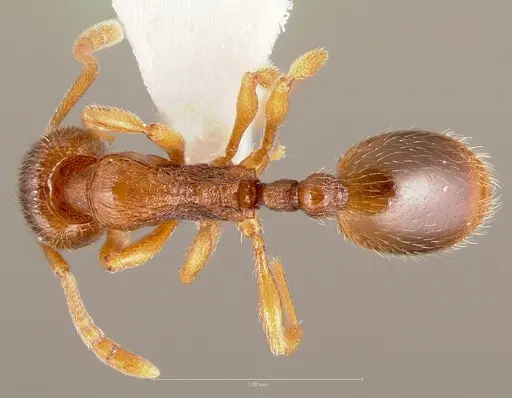 Stenamma punctatoventre - CASENT0005818