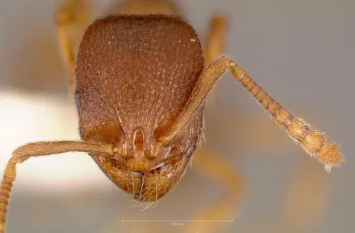 Stenamma punctatoventre - CASENT0005818