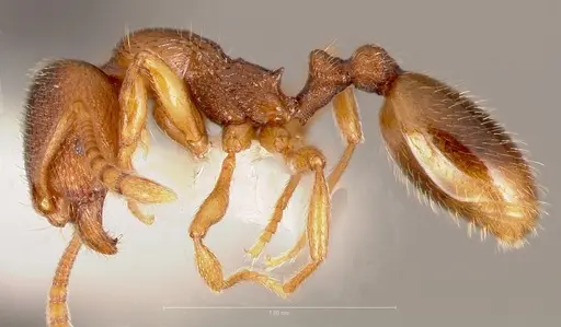 Stenamma punctatoventre - CASENT0005818