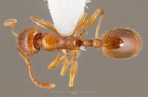 Stenamma punctatoventre - CASENT0005819