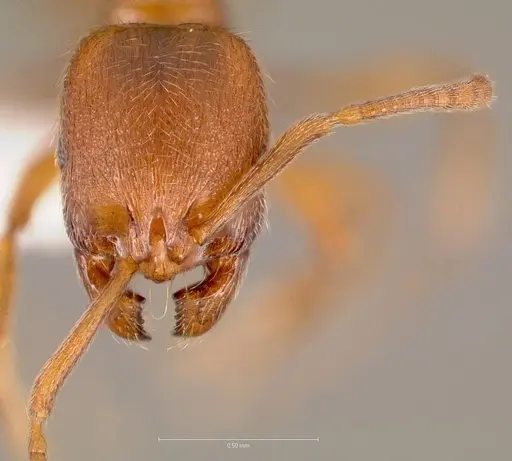 Stenamma punctatoventre - CASENT0005819