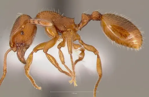 Stenamma punctatoventre - CASENT0005819