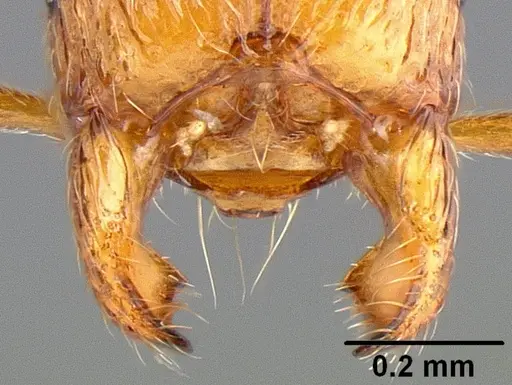 Stenamma punctatoventre - CASENT0126072