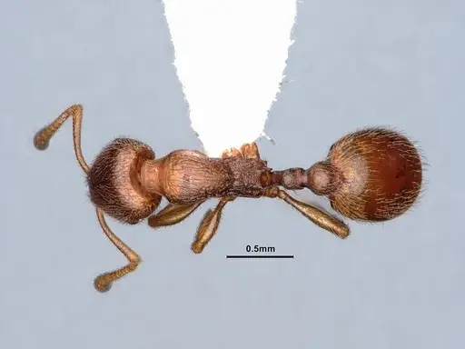 Stenamma punctatoventre - CASENT0221099