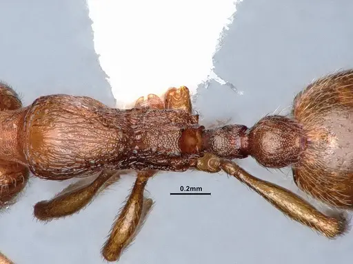 Stenamma punctatoventre - CASENT0221099