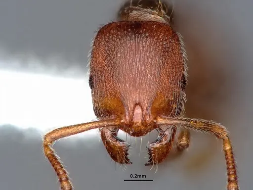 Stenamma punctatoventre - CASENT0221099