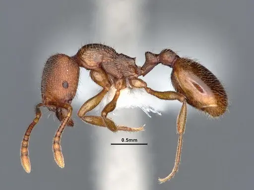 Stenamma punctatoventre - CASENT0221099