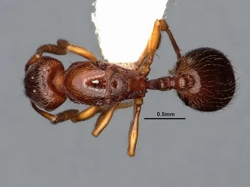 Stenamma punctatoventre - CASENT0761051