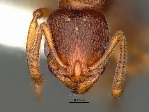 Stenamma punctatoventre - CASENT0761051