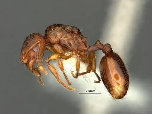 Stenamma punctatoventre - CASENT0761051