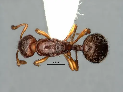 Stenamma punctatoventre - CASENT0862226