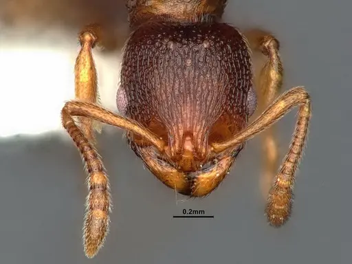 Stenamma punctatoventre - CASENT0862226