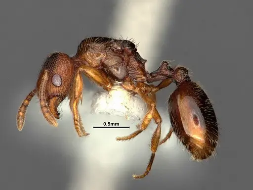 Stenamma punctatoventre - CASENT0862226