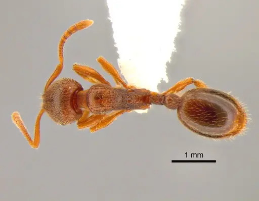 Stenamma punctatoventre - CASENT0882254