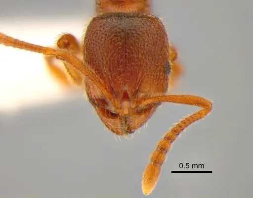 Stenamma punctatoventre - CASENT0882254