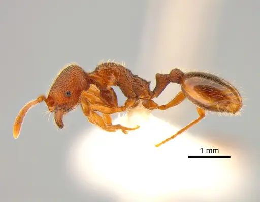 Stenamma punctatoventre - CASENT0882254