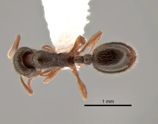 Stenamma punctatoventre - CASENT0882263