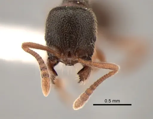 Stenamma punctatoventre - CASENT0882263