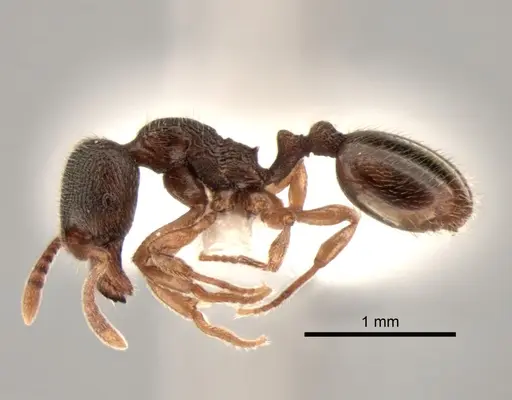 Stenamma punctatoventre - CASENT0882263