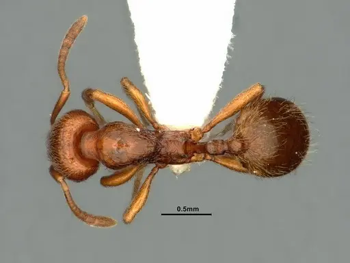 Stenamma punctatoventre - CASENT0883450