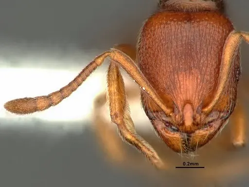 Stenamma punctatoventre - CASENT0883450