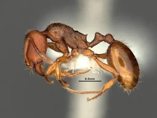 Stenamma punctatoventre - CASENT0883450