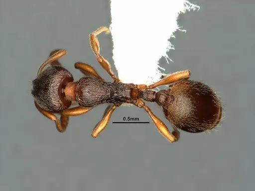 Stenamma punctatoventre - CASENT0883451