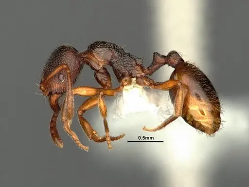 Stenamma punctatoventre - CASENT0883451