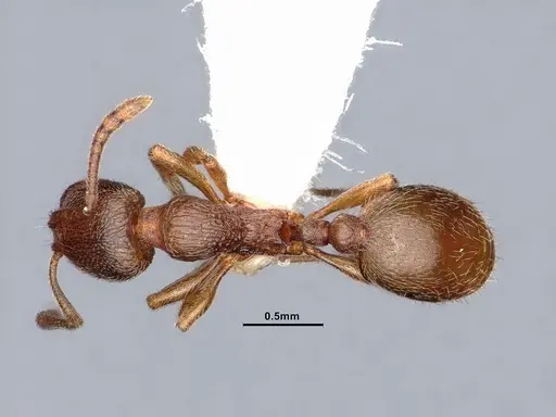 Stenamma punctatoventre - CASENT0884241