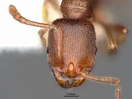 Stenamma punctatoventre - CASENT0884241