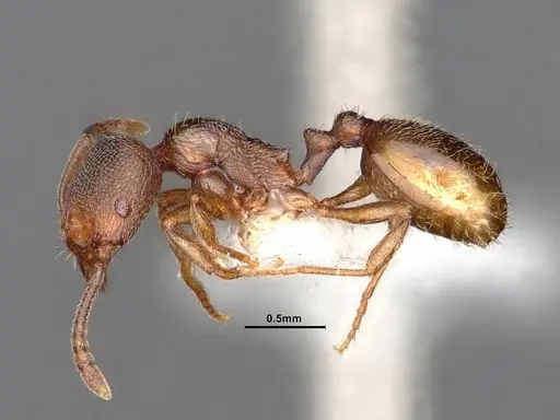 Stenamma punctatoventre - CASENT0884241