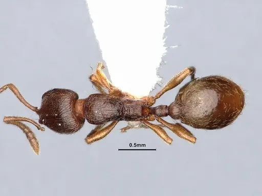 Stenamma punctatoventre - CASENT0884247