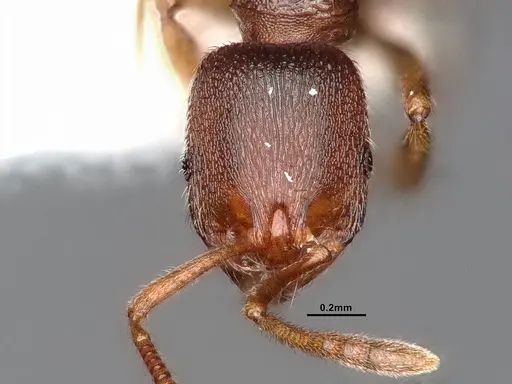 Stenamma punctatoventre - CASENT0884247