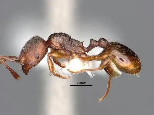 Stenamma punctatoventre - CASENT0884247