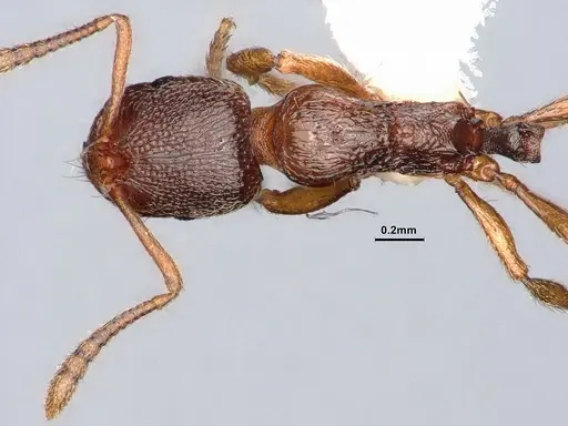 Stenamma punctatoventre - CASENT0884266