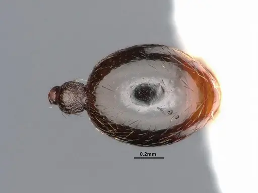 Stenamma punctatoventre - CASENT0884266