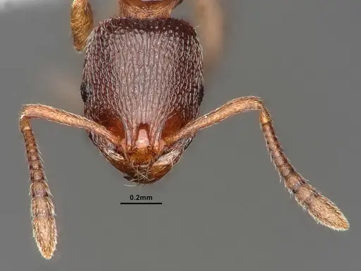 Stenamma punctatoventre - CASENT0884266