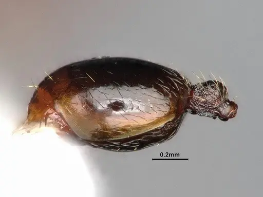 Stenamma punctatoventre - CASENT0884266