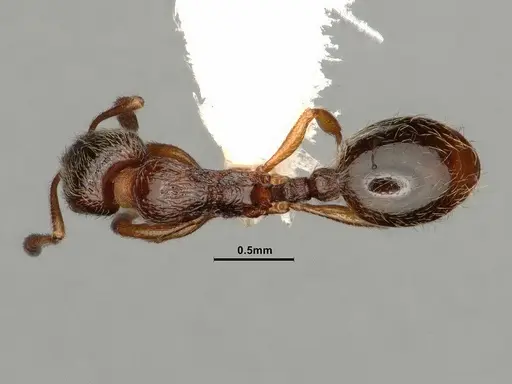 Stenamma punctatoventre - CASENT0884298