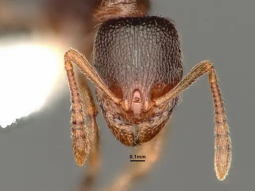 Stenamma punctatoventre - CASENT0884298