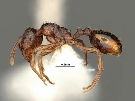 Stenamma punctatoventre - CASENT0884298