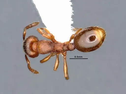 Stenamma punctatoventre - CASENT0884443