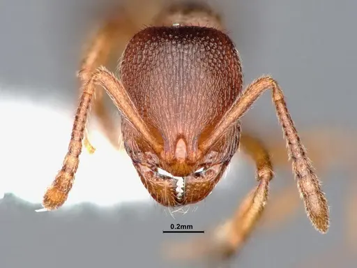 Stenamma punctatoventre - CASENT0884443