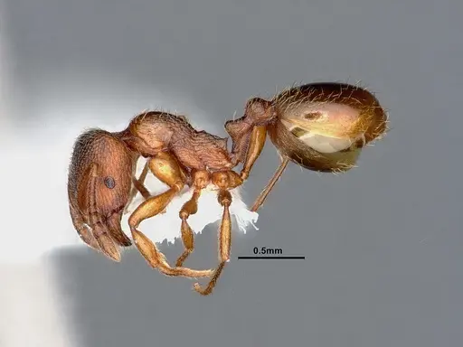 Stenamma punctatoventre - CASENT0884443