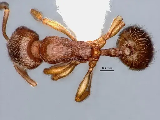 Stenamma punctatoventre - CASENT0884444