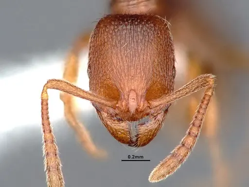 Stenamma punctatoventre - CASENT0884444